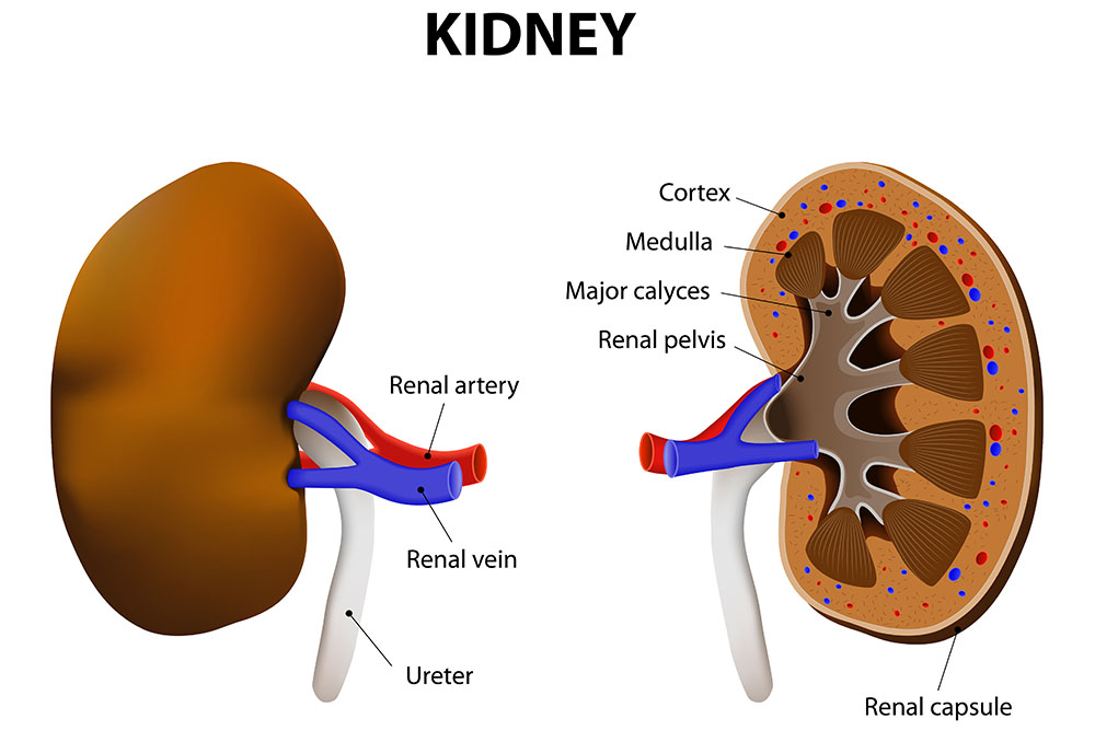 Chronic kidney disease , anatomy of kidney