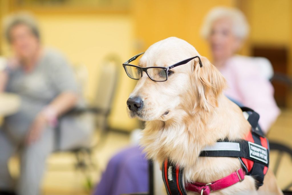 Senior men playing with golden retriever pet