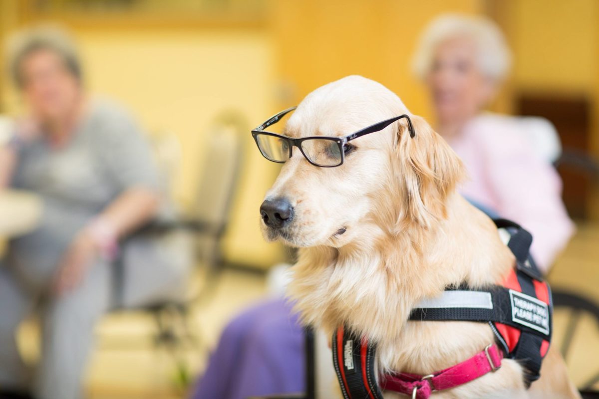 Seniors With Pets Why They Keep The Doctor Away