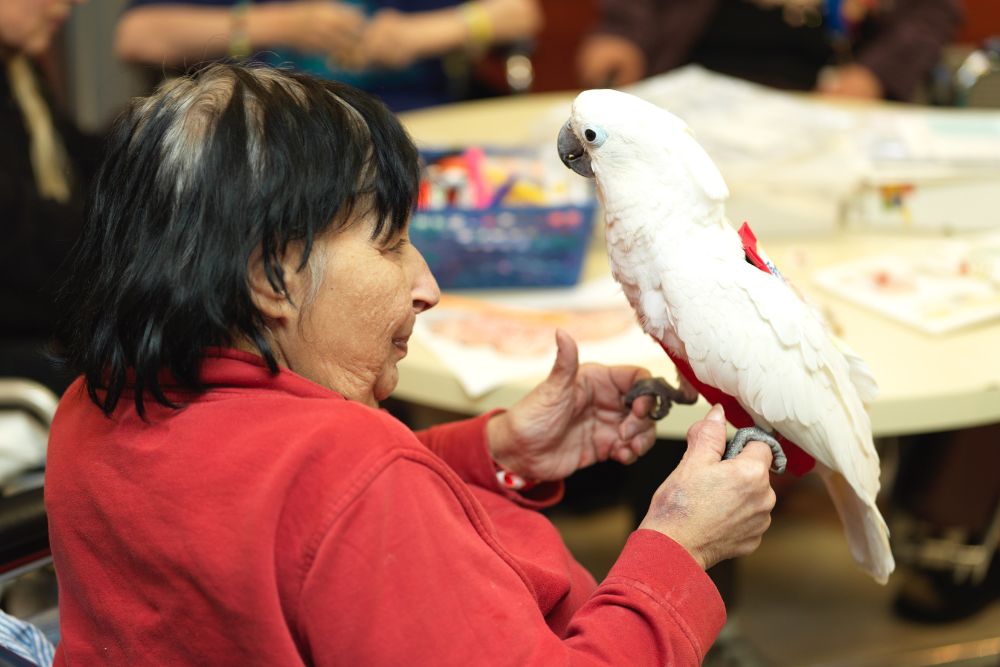 Senior woman holding Cockatiel parrot in her hand during pet therapy session to promote healing.