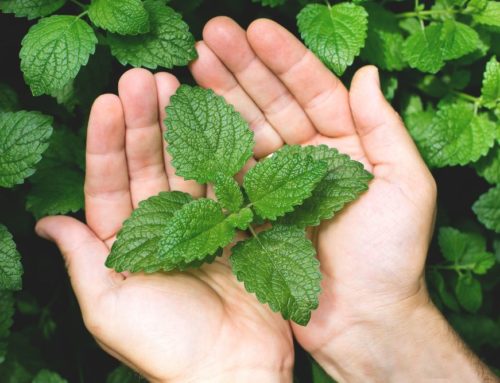 All About Mint: Benefits and Most Powerful Type
